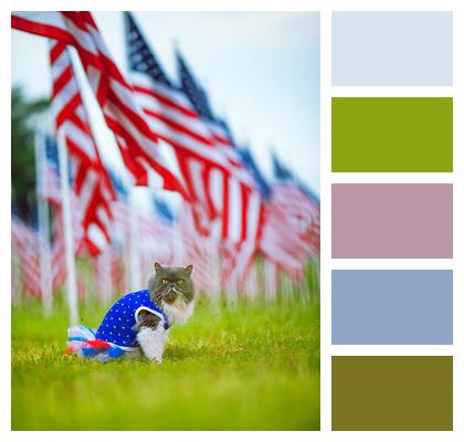 July 4Th Cat American Flag Image